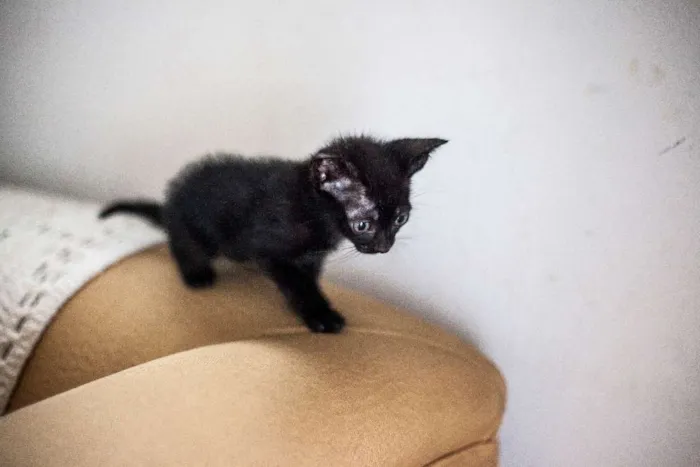 Gato ra a Siamês Misturada idade Abaixo de 2 meses nome Sem Nome