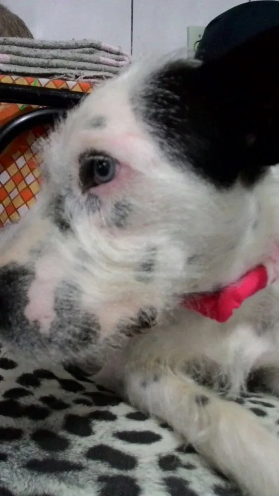 Cachorro ra a Sem raça definida idade 1 ano nome Dori