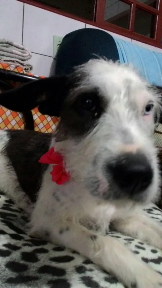 Cachorro ra a Sem raça definida idade 1 ano nome Dori