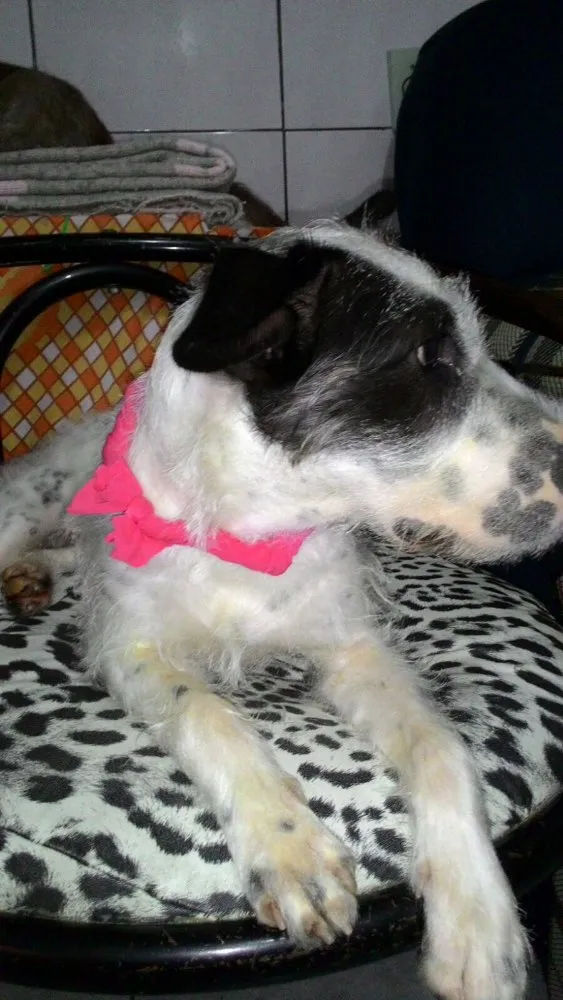 Cachorro ra a Sem raça definida idade 1 ano nome Dori