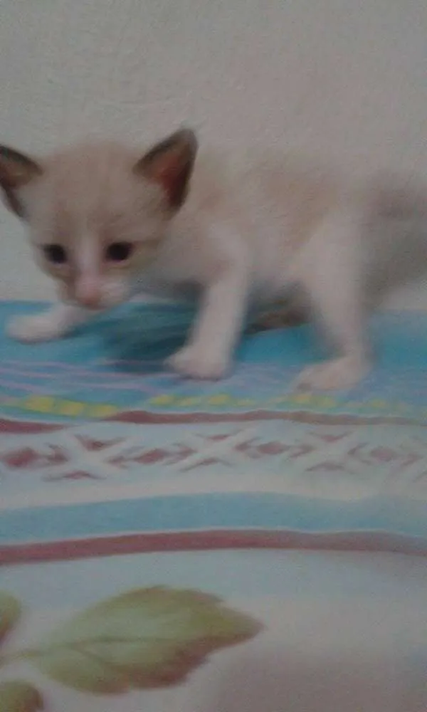 Gato ra a siamês Misturado idade Abaixo de 2 meses nome Sem Nome 