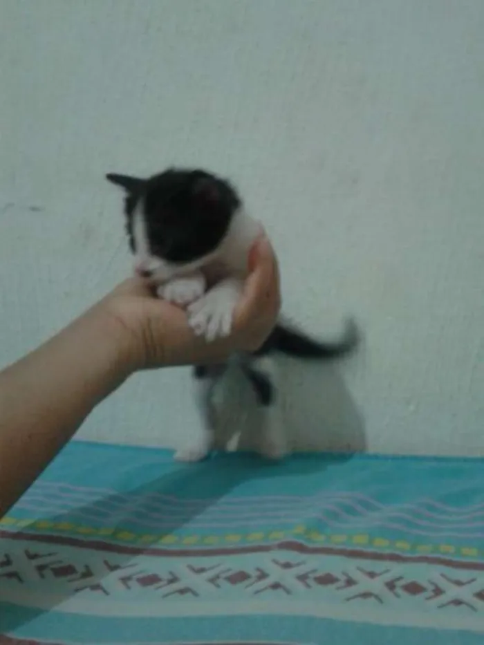 Gato ra a siamês Misturado idade Abaixo de 2 meses nome Sem Nome 