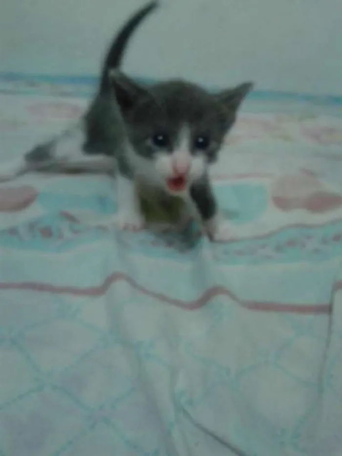 Gato ra a siamês Misturado idade Abaixo de 2 meses nome Sem Nome 