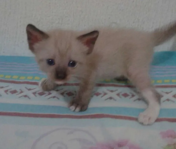 Gato ra a siamês Misturado idade Abaixo de 2 meses nome Sem Nome 