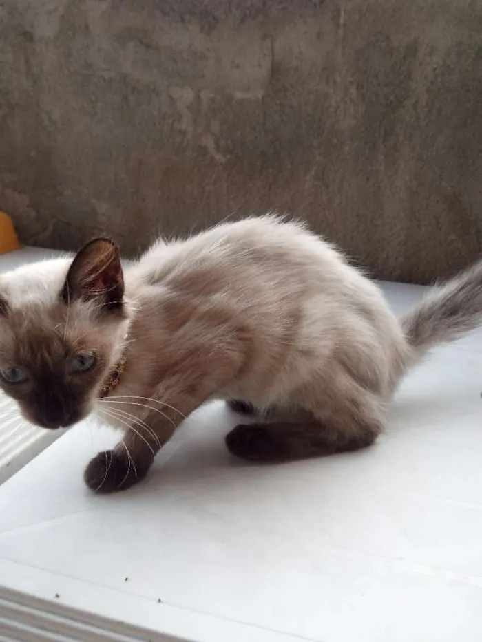 Gato raça siamês misturada idade Abaixo de 2 meses nome manhosa