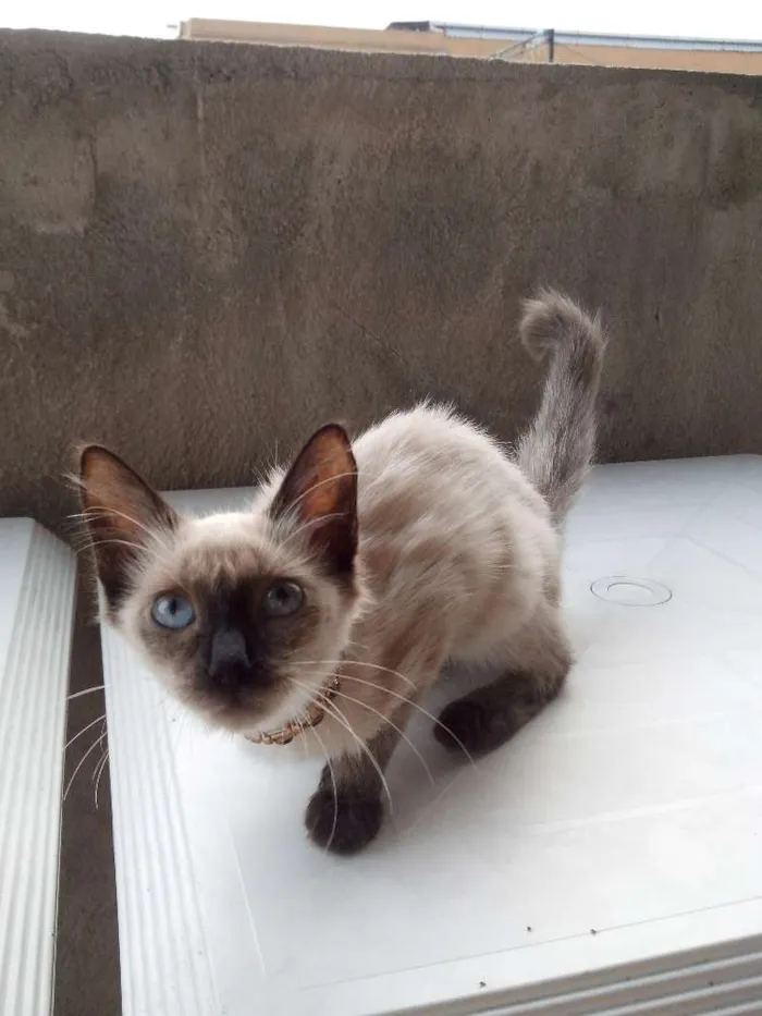Gato raça siamês misturada idade Abaixo de 2 meses nome manhosa
