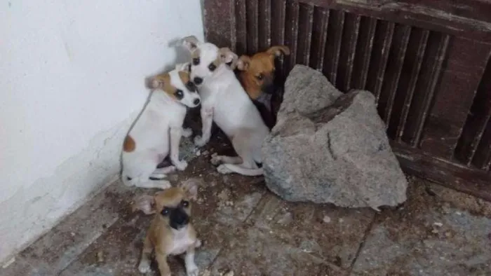 Cachorro ra a vira-lata idade Abaixo de 2 meses nome não tem nome