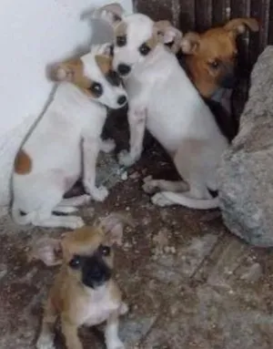 Cachorro raça vira-lata idade Abaixo de 2 meses nome não tem nome