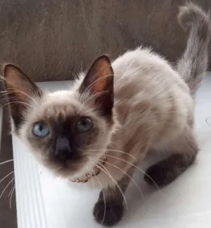 Gato raça siamês misturada idade Abaixo de 2 meses nome manhosa