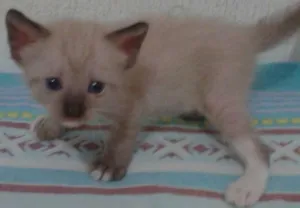 Gato raça siamês Misturado idade Abaixo de 2 meses nome Sem Nome 