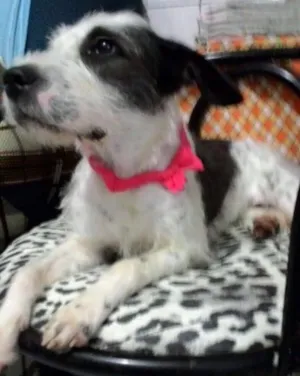 Cachorro raça Sem raça definida idade 1 ano nome Dori