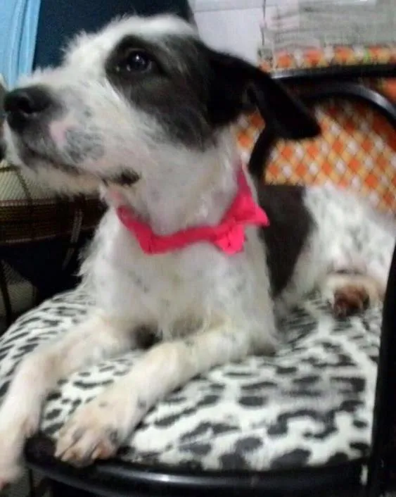 Cachorro ra a Sem raça definida idade 1 ano nome Dori
