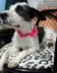 Cachorro raça Sem raça definida idade 1 ano nome Dori