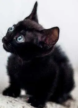 Gato raça Siamês Misturada idade Abaixo de 2 meses nome Sem Nome