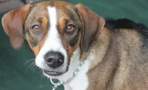 Cachorro raça srd idade 2 anos nome Lion