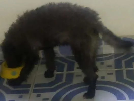 Cachorro raça Poodl medio idade 7 a 11 meses nome Chumlee