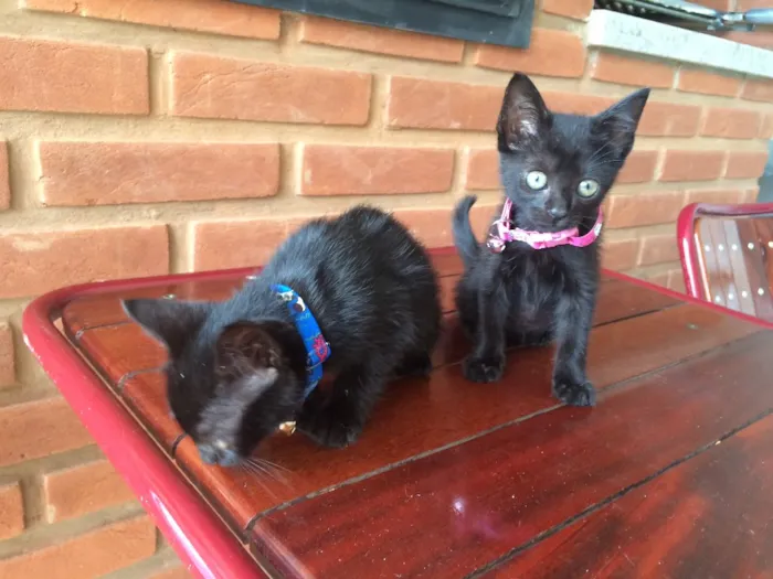 Gato ra a Srd idade Abaixo de 2 meses nome Sem nomes 
