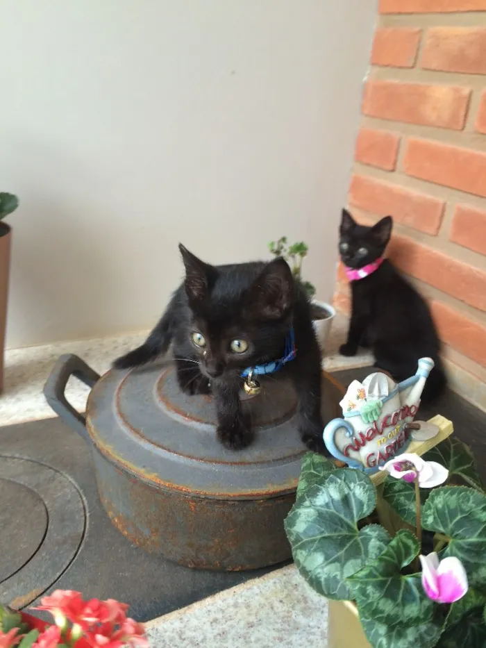Gato ra a Srd idade Abaixo de 2 meses nome Sem nomes 
