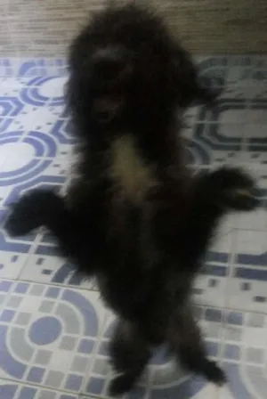 Cachorro raça Poodl medio idade 7 a 11 meses nome Chumlee