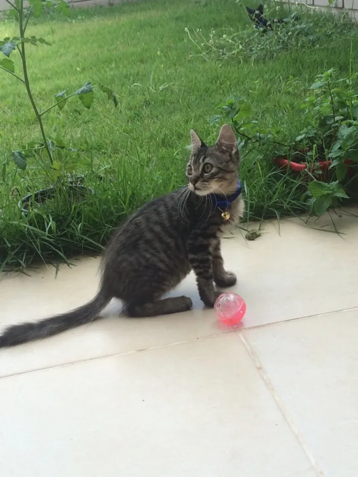 Gato ra a Srd idade 2 a 6 meses nome Pufoso