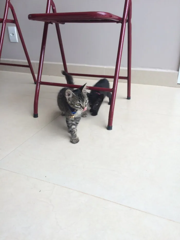 Gato ra a Srd idade 2 a 6 meses nome Pufoso