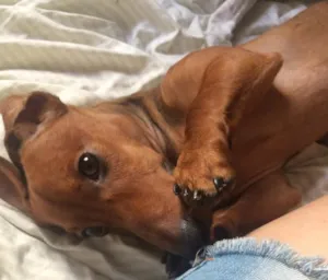 Cachorro raça Basset  idade 2 a 6 meses nome Johnny