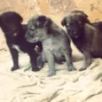 Laila, Leila, Lulu