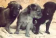 Laila, Leila, Lulu