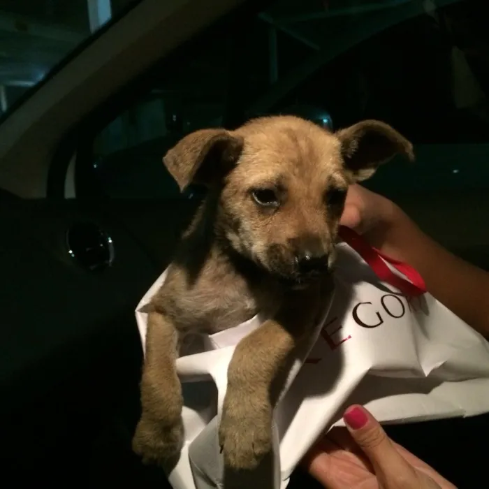 Cachorro ra a Vira lata idade Abaixo de 2 meses nome Channel