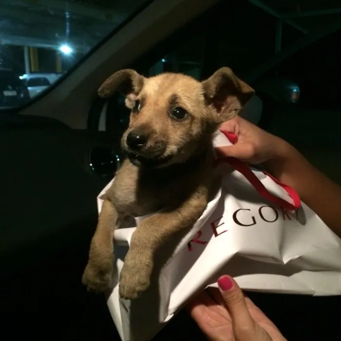 Cachorro ra a Vira lata idade Abaixo de 2 meses nome Channel
