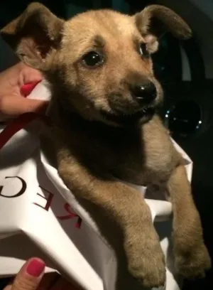 Cachorro raça Vira lata idade Abaixo de 2 meses nome Channel