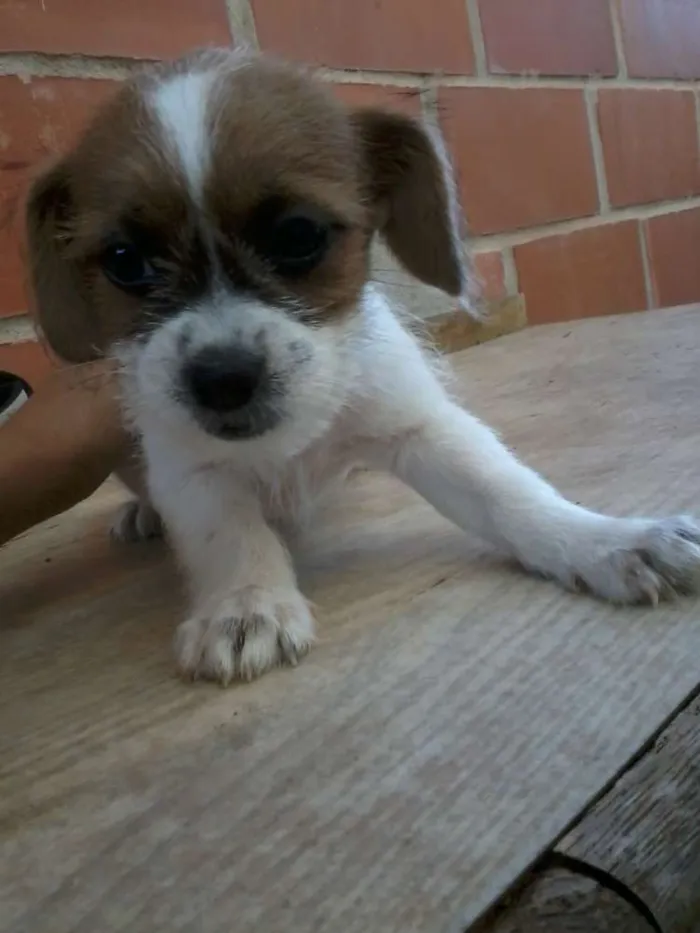 Cachorro raça vira lata idade 2 a 6 meses nome julio, gabi,ferfer