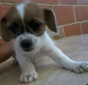 Cachorro raça vira lata idade 2 a 6 meses nome julio, gabi,ferfer