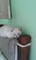 Nina