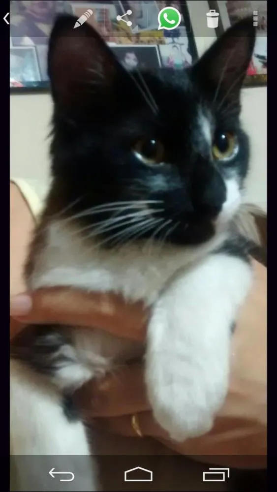 Gato ra a Mista idade 2 a 6 meses nome Nino