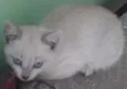 Nina