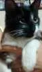Gato raça Mista idade 2 a 6 meses nome Nino