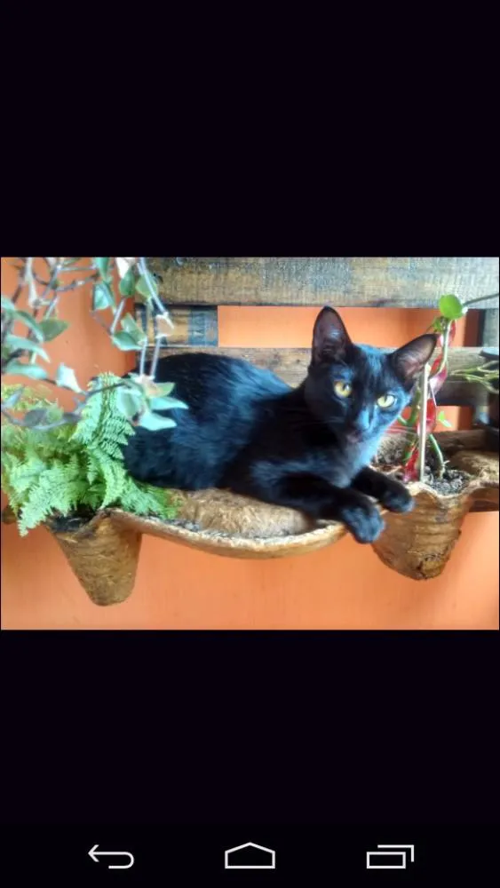 Gato ra a Mista idade 2 a 6 meses nome Nina