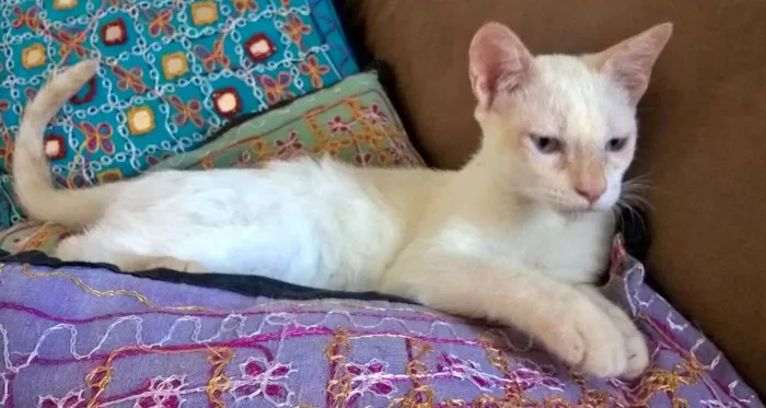 Gato ra a srd idade 2 a 6 meses nome mirtilo