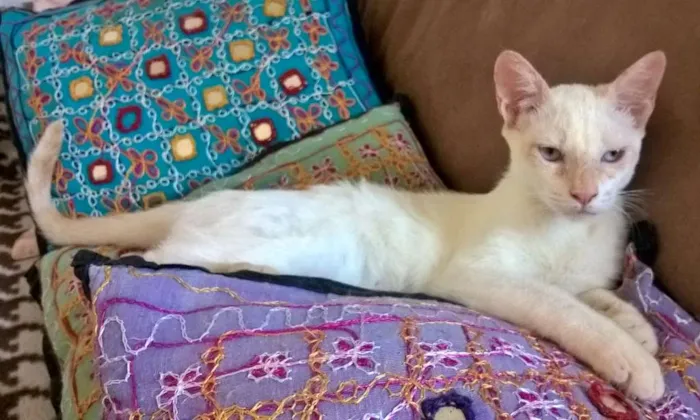 Gato ra a srd idade 2 a 6 meses nome mirtilo