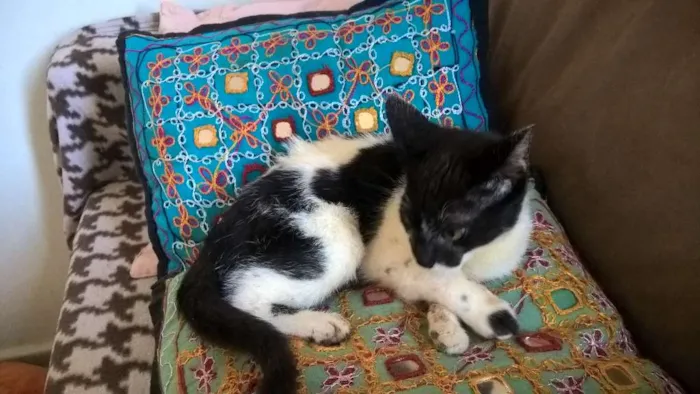Gato ra a srd idade 2 a 6 meses nome Carmen
