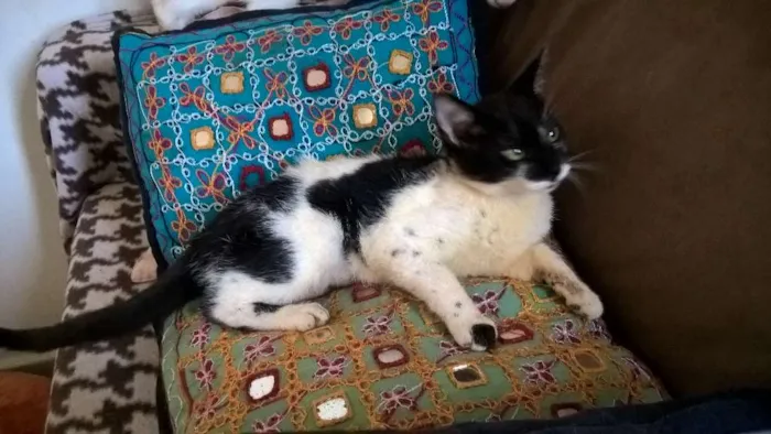 Gato ra a srd idade 2 a 6 meses nome Carmen