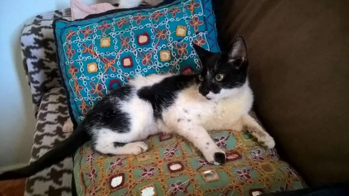 Gato ra a srd idade 2 a 6 meses nome Carmen