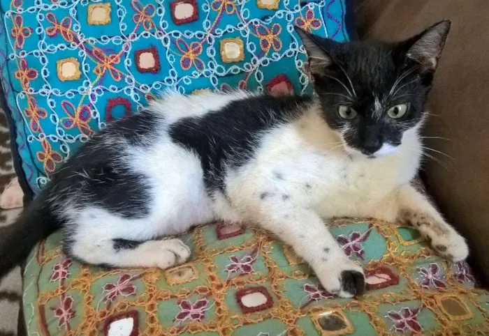 Gato ra a srd idade 2 a 6 meses nome Carmen