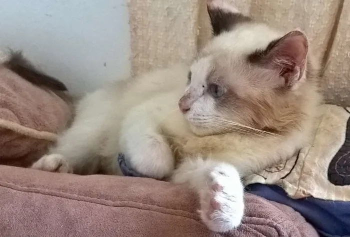 Gato ra a srd idade 2 a 6 meses nome Julinho