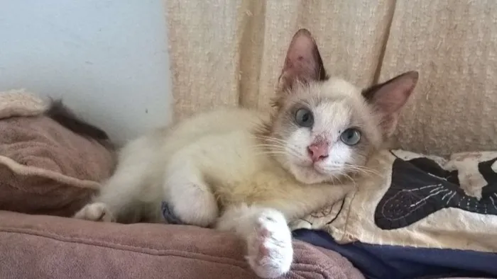 Gato ra a srd idade 2 a 6 meses nome Julinho