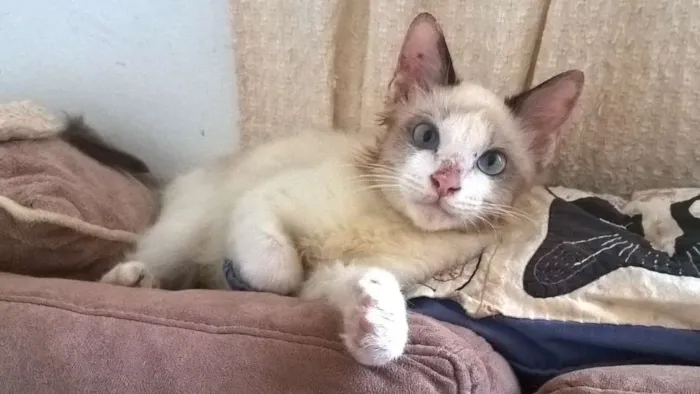 Gato ra a srd idade 2 a 6 meses nome Julinho
