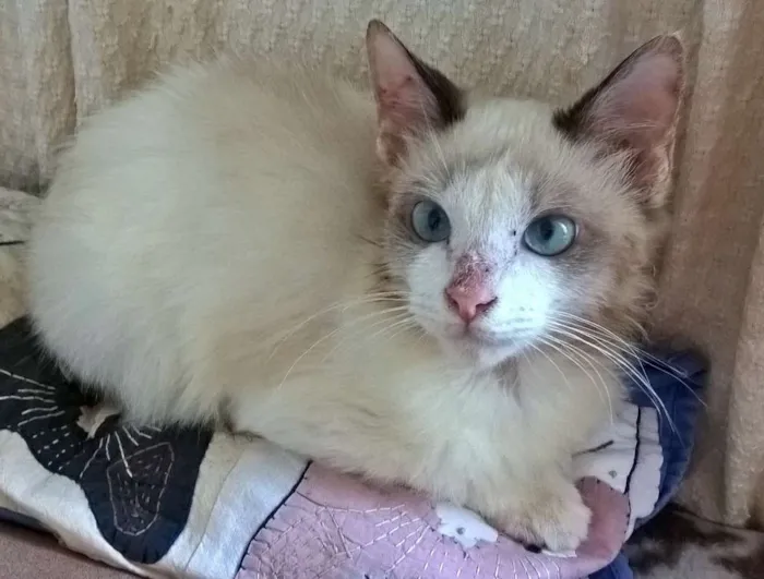 Gato ra a srd idade 2 a 6 meses nome Julinho