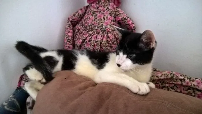 Gato ra a srd idade 2 a 6 meses nome Diego 