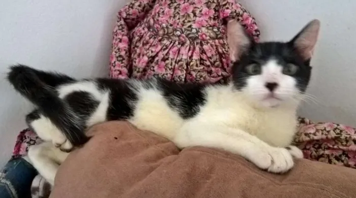 Gato ra a srd idade 2 a 6 meses nome Diego 